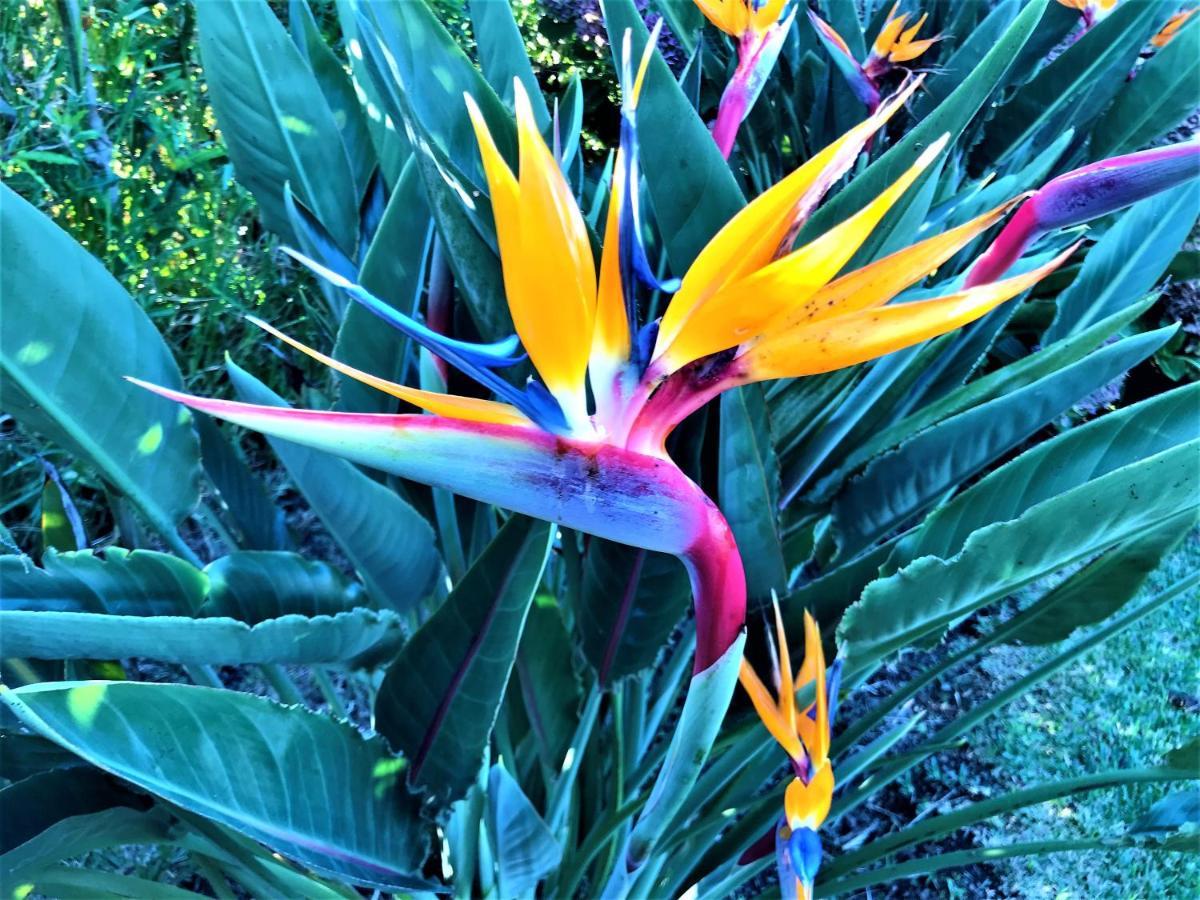 Surf Beach_Santa Barbara Secret Gardens Ribeira Grande Exterior foto